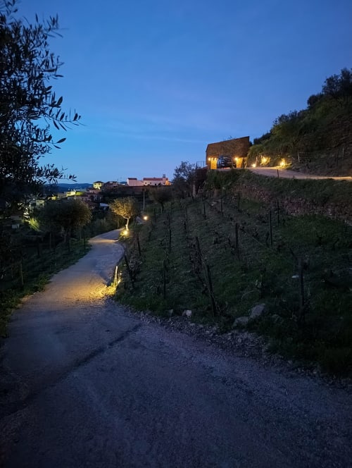 Caminho da vinha Quinta do Fraguil ao entardecer, Valença do Douro, com edifícios iluminados e videiras