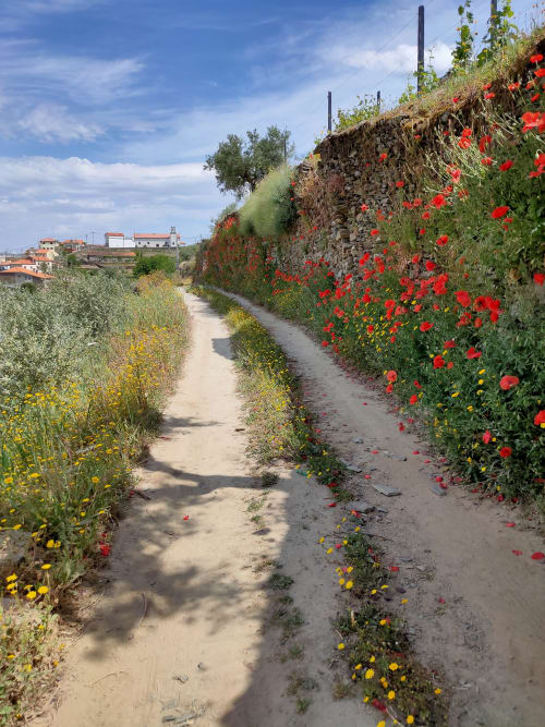 Caminho de terra pitoresco bordeado de papoilas vermelhas e flores silvestres na Quinta do Fraguil, Valença do Douro, Portugal