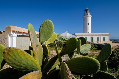 Cactus de tuna con faro y edificios blancos del hotel Formentera Especial en La Savina
