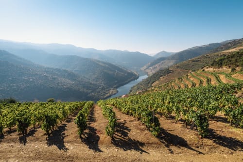 Terraced vineyard overlooking Douro River valley with forested mountains at Quinta Do Fraguil, Valença do Douro