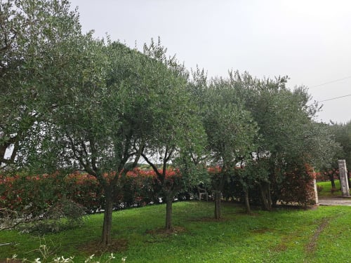 Olive grove with green grass at Corte Pincione B&B in Montecarlo, Italy