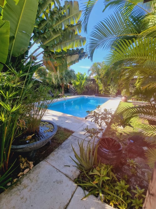 Tropical pool view at Gites Kaladja in Guadeloupe with lush palm gardens and blue swimming pool surrounded by vegetation
