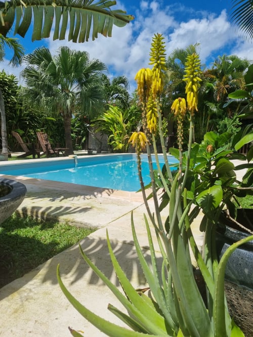 Tropical garden poolside at Gites Kaladja in Port-Louis with yellow flowering plants, palm trees, and bright blue swimming