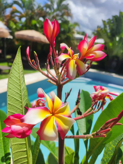 Vibrant plumeria flowers blooming in the garden at Gites Kaladja, a Port-Louis bed and breakfast with pool view