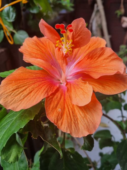 Vibrante fiore di ibisco corallo in fiore presso Gites Kaladja a Port-Louis, Guadalupa