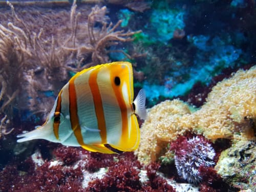 Blue Reef Aquarium