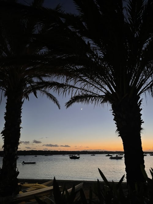 Vista del atardecer desde Formentera Especial entre palmeras hacia el puerto de La Savina con barcos fondeados