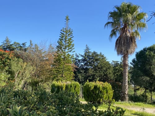 garden with multiple trees