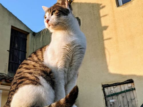 Notre chat Grisou vous accueille - le petit moulin Pouzauges