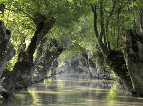 Promenade en barque dans le Marais Poitevin - à 1h du  Petit moulin à Pouzauges