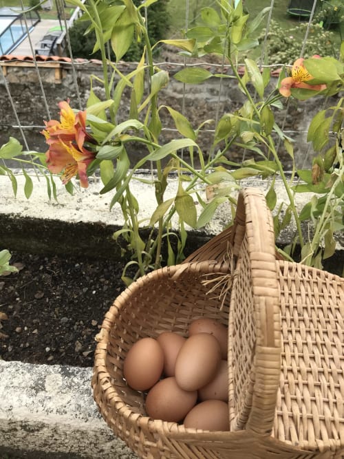 Les bons oeufs de nos poules au Petit Moulin à Pouzauges - supplément salé du petit déjeuner du Petit Moulin