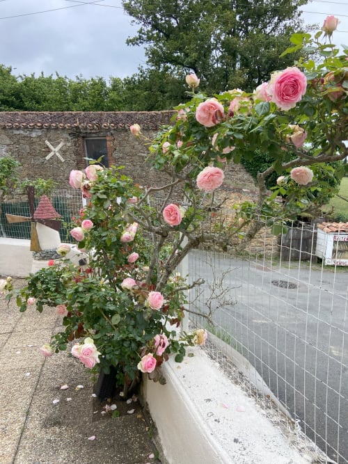 Des roses et des vieilles pierres - charme et authenticité au Petit Moulin de pouzauges