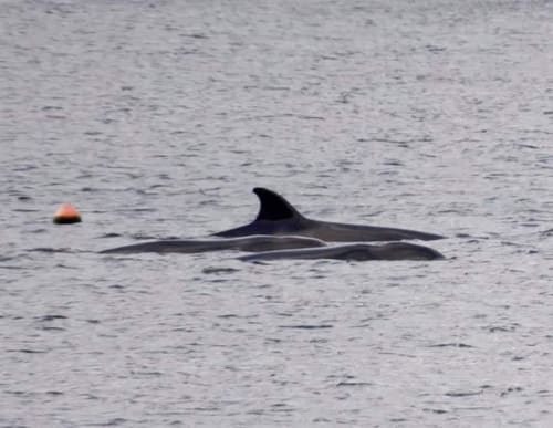 Fin whale swimming in coastal waters near Dunoon, Scotland, visible from Grouse Lodge's lake and beach access.