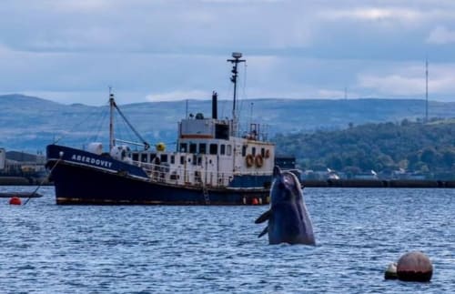 Whale surfacing in Dunoon waters with fishing vessel Aberdovey and Scottish hills in background