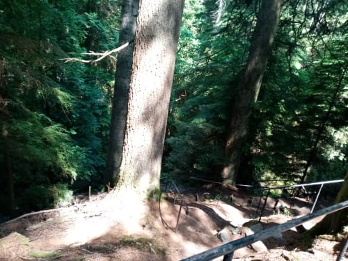 Towering tree in Grouse Lodge's wooded garden with forest surroundings near Dunoon