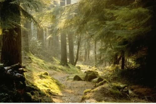 Mossy forest path through tall trees at Grouse Lodge cottage in Dunoon with dappled sunlight
