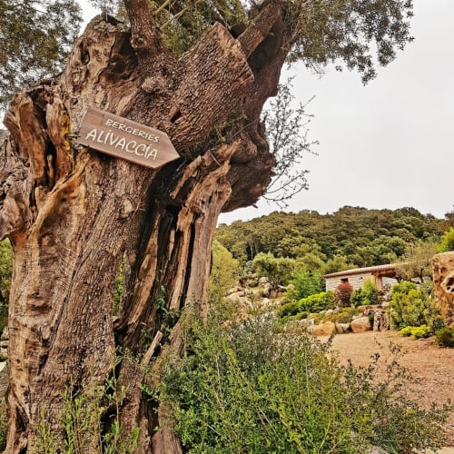 Découvrez la bergerie SOPHIA, un paradis niché dans le hameau d'Alivaccia avec une vue dégagée, piscines individuelles traitées au sel et chauffées. Située entre Porto Vecchio et Bonifacio, cette ancienne oliveraie vous invite au farniente sous le soleil de la Corse. Profitez de l'ambiance cosy des 2 chambres queen size et du confort moderne du Caseddu traditionnels Corse. Plancha et borne électrique à disposition pour un séjour inoubliable. Les petits sont les bienvenus avec des équipements dédiés. Piscine privée, jardins accessibles, parking et plus encore. Réservez dès maintenant pour une expérience authentique en Corse.