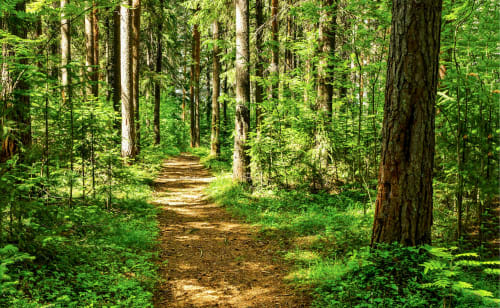 Forêt | Arbres | Frais | Marcher | Chemin