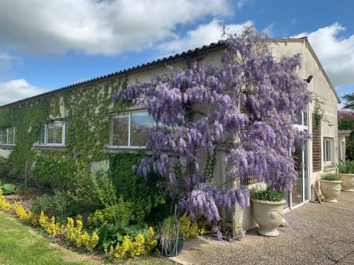 Réception de l'hôtel Accolade à Châteaudun avec glycine violette en fleur et murs recouverts de lierre donnant sur un jardin