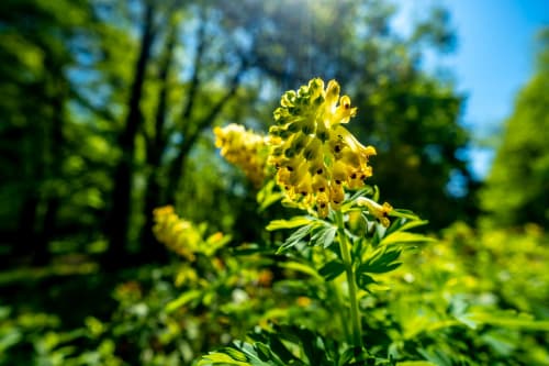 Forêt | Soleil | Fleur | Plantes | Arbres

