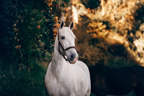 White horse with halter at Agorà Calamandrana hotel in Calamandrana, Italy