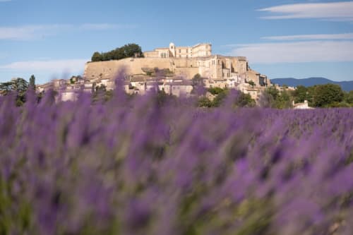 Les champs de lavande fleurissent en violet au premier plan avec le château de pierre historique de Grignan, France, visible sur la colline