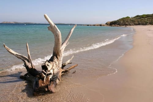 plage de Calalonga Bois flotté sur la plage de sable fin de Villa Marina Di Cavu, Bonifacio, avec les eaux turquoise de la Méditerranée et la côte rocheuse