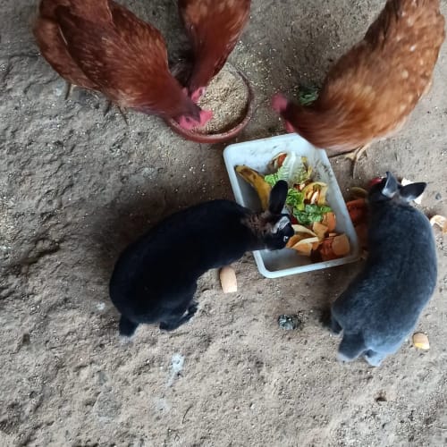 Gallinas y conejos comiendo en un cuenco blanco en la masía Can Gat Vell en Girona, Cataluña