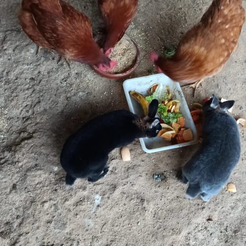Animales de granja comiendo de un cuenco blanco en Can Gat Vell, alojamiento rural en Girona, Empordà, Catalunya