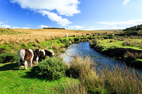 Cows | Dartmoor national park | grass | greens | river