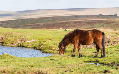 horse | Dartmoor national park | water | grass | mountain
