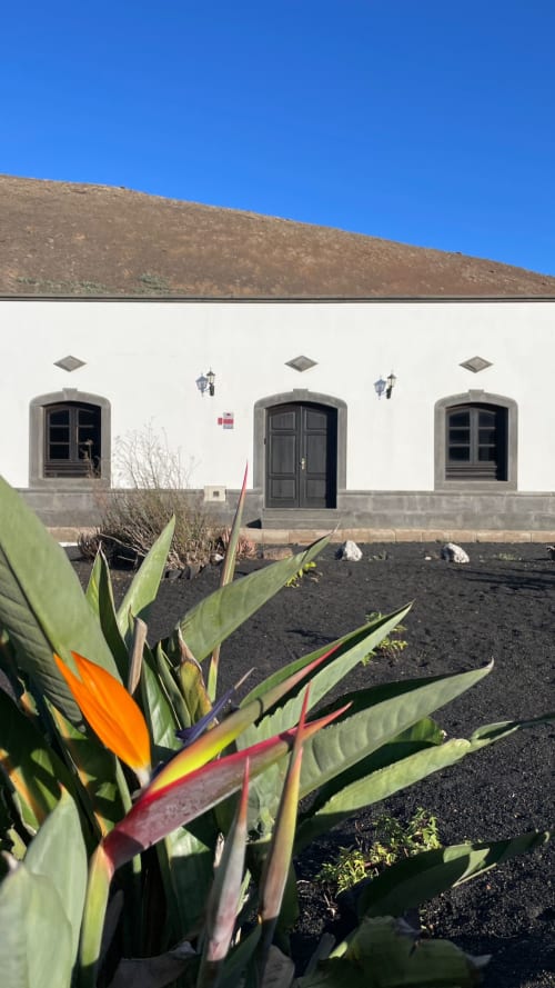 Flor tropical colorida con fachada blanca y puertas oscuras en Finca de La Geria en Yaiza