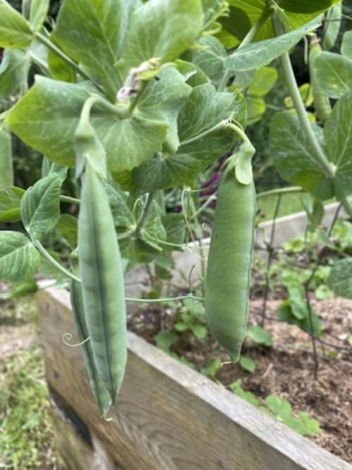 maison d hotes-hotel - biodiversite - eco-domaine - potager et légumes bio