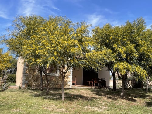 Villa Domo Sara a Orosei con acacie gialle in fiore, casa in pietra con veranda e arredamento da esterno