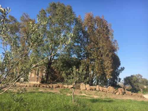 Lussureggianti giardini verdi con alti eucalipti e elementi in pietra nella villa Sa Tanca De su Catreathu a Orosei, Italia