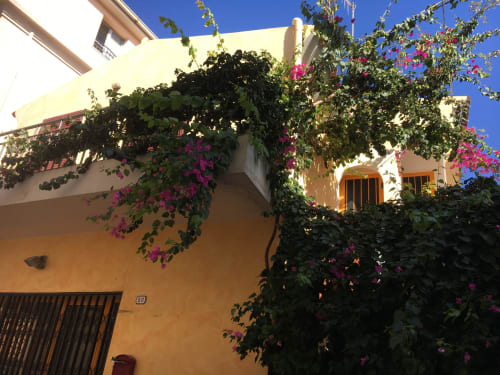 Villa mediterranea colorata a Orosei con vivaci buganvillee magenta che cascano su muri in terracotta e viti verdi