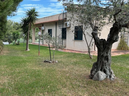 ulivi accanto alla villa