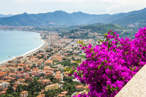 Vibrant magenta flowers overlook Pietra Ligure's coastal town, beaches, and mountains in Liguria, Italy