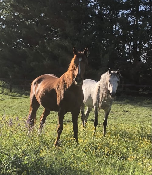 gite équestre pour les amoureux des chevaux
