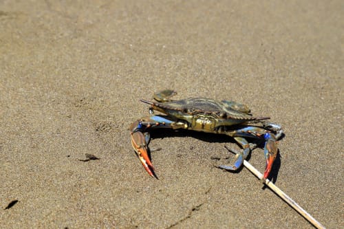 Pêche à pied Plestin-les-Grèves cotes d'Armor Bretagne