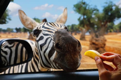 Zebra being fed at Al Mirador Resort in Fasano, Italy safari experience