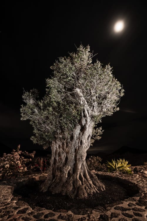 Antiguo olivo iluminado bajo la luz de la luna en Finca de La Geria en Yaiza, Lanzarote