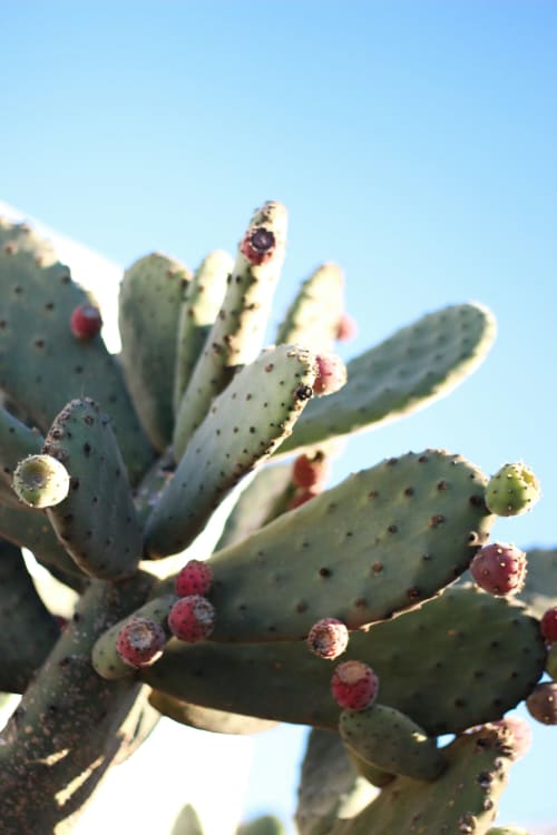 Nopal con fruto rojo contra cielo azul, Finca de La Geria, Yaiza