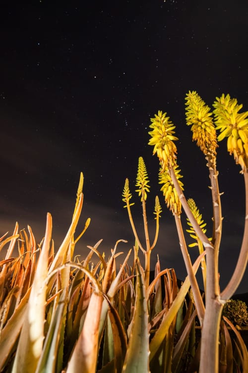 Plantas suculentas amarillas en flor contra el cielo nocturno estrellado en Finca de La Geria, Yaiza