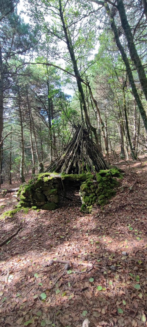 Antico ceppo d'albero con rocce ricoperte di muschio in una foresta vicino all'Hotel Principe di Rinella, Rinella Italia
