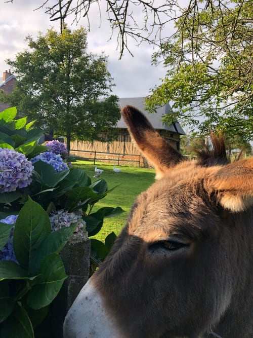 Âne dans le jardin au gite du Domaine au Clos Mahiel à Saint-Romain-de-Colbosc, avec hortensias bleus et paysage rural