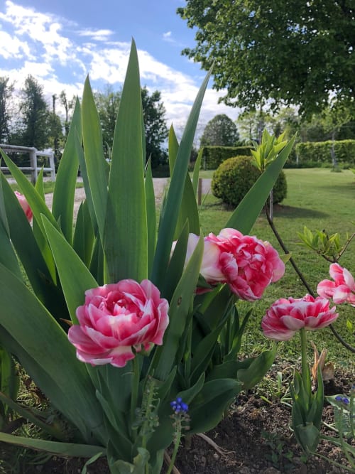 Pivoines roses en fleur dans le jardin du gîte Le Clos Mahiel à Saint-Romain-de-Colbosc