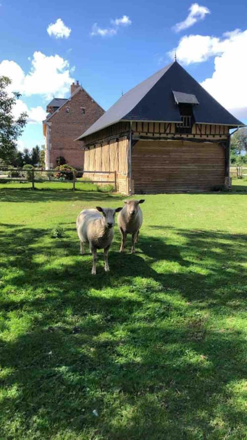 Deux moutons broutant dans un pré verdoyant avec une maison de ferme en pierre historique et une grange en bois, Le Clos Mahiel, Normandie