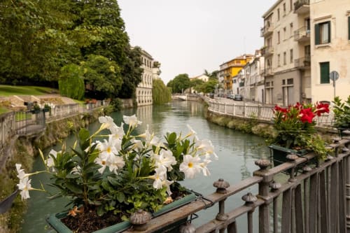 Fiori bianchi sul balcone con vista sul canale di Treviso, edifici storici e viale alberato, vista dall'appartamento Ca' Borsa