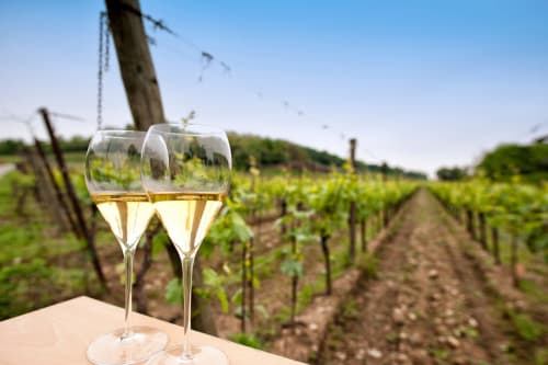Due bicchieri di vino bianco con vista su una vigna nei pressi di Treviso, Italia